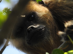 Alouatta caraya
