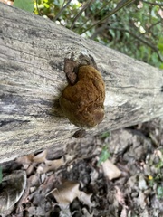 Fuscoporia