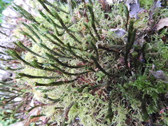 Polytrichum formosum