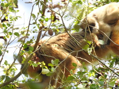 Alouatta caraya