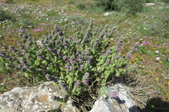 Pseudodictamnus africanus