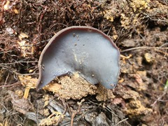 Galactinia saniosa
