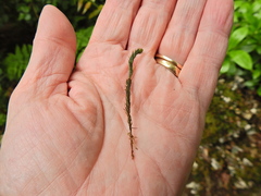 Polytrichum formosum