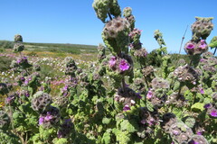 Pseudodictamnus africanus