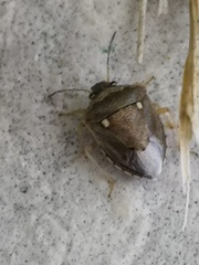 Eysarcoris ventralis