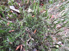 Polytrichum formosum