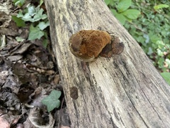 Fuscoporia