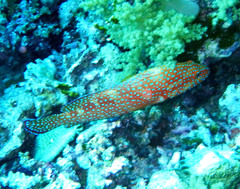 Cephalopholis miniata