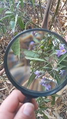 Solanum