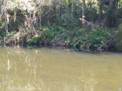 Hedychium coronarium