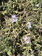 Cakile maritima