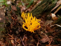 Calocera viscosa