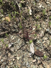 Cordylanthus tenuis brunneus