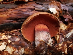 Suillellus luridus