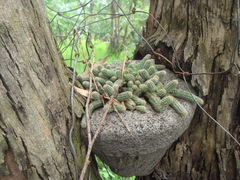 Lobivia silvestrii