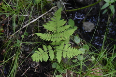 Gymnocarpium