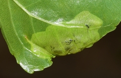 Gracillaria syringella