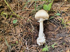 Amanita pantherina