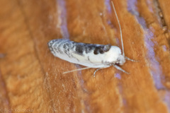 Antaeotricha