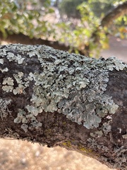 Flavopunctelia flaventior