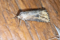 Crambodes talidiformis