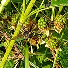 Sericomyia silentis
