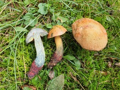 Suillellus queletii