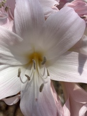 Amaryllis