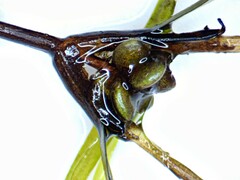 Potamogeton spirillus
