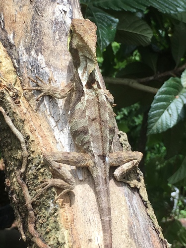 Corytophanes percarinatus