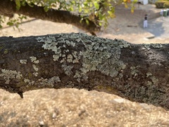 Flavopunctelia flaventior