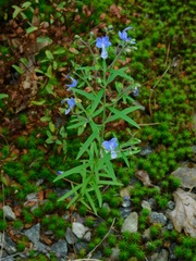 Trichostema setaceum