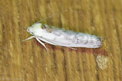 Antaeotricha