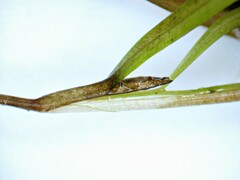 Potamogeton spirillus