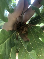 Callirhytis seminator