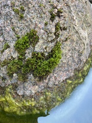 Ulota crispa