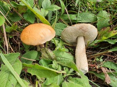 Leccinum aurantiacum