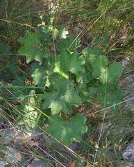 Alchemilla subcrenata