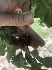 Callirhytis seminator
