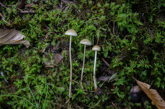 Protostropharia alcis