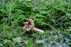 Russula puellaris