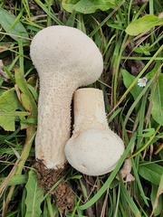 Lycoperdon excipuliforme