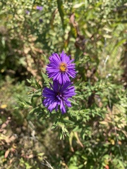 Symphyotrichum oblongifolium