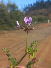 Pelargonium multicaule