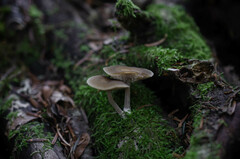 Simocybe centunculus