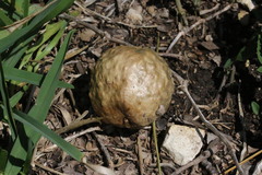 Amphibolips