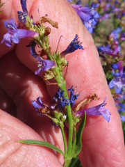 Penstemon rydbergii