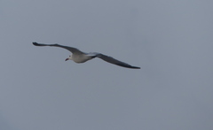 Ichthyaetus audouinii