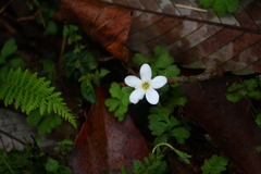 Ellisiophyllum pinnatum