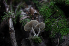 Simocybe centunculus